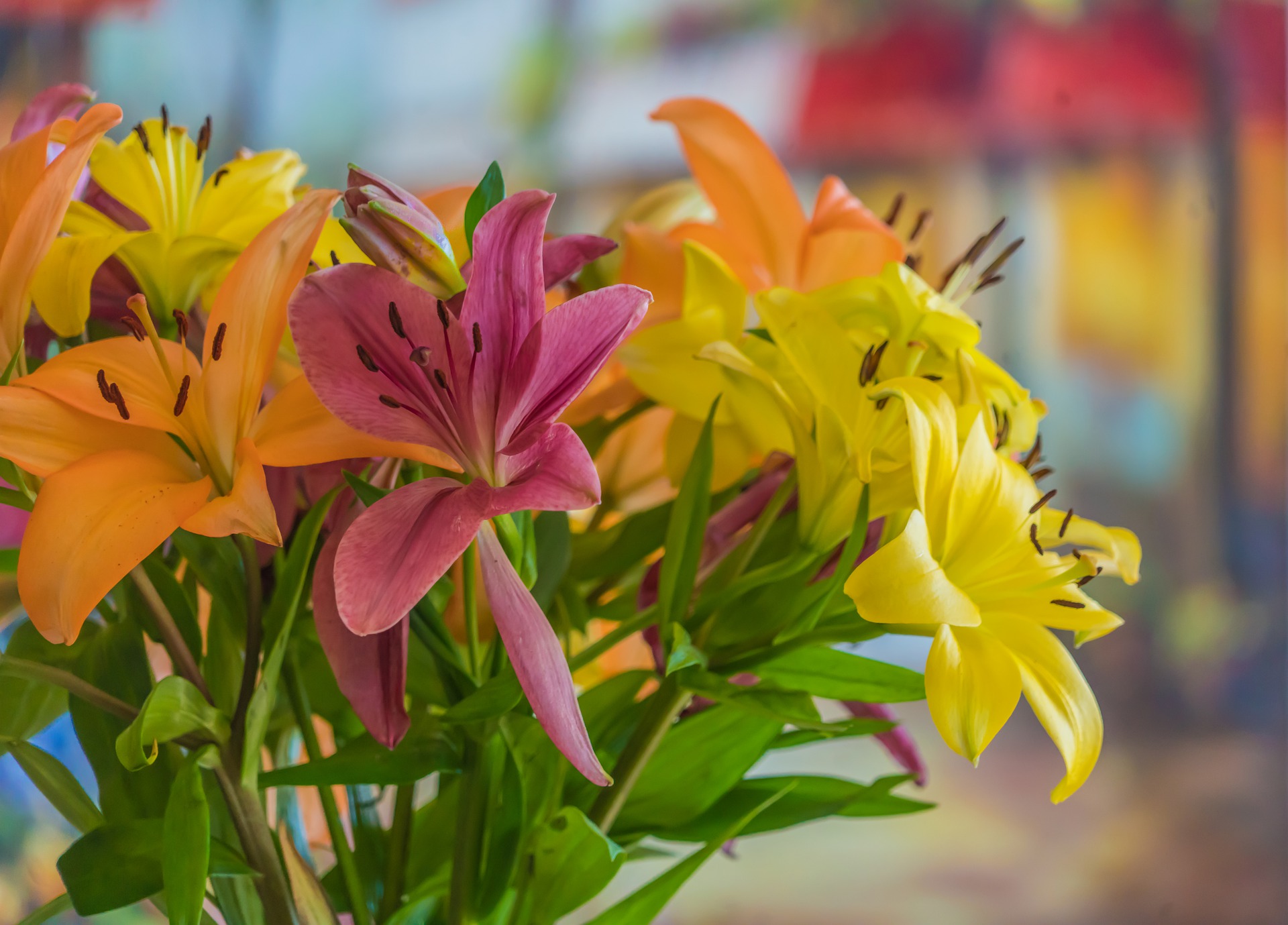 Liljor i olika färger i en somrig bild
